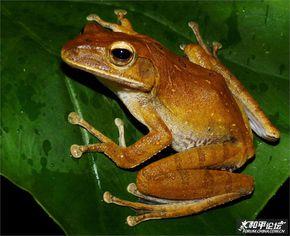 中国树蛙