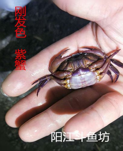 推荐紫罗兰束腰战溪蟹田蟹将军紫蟹淡水