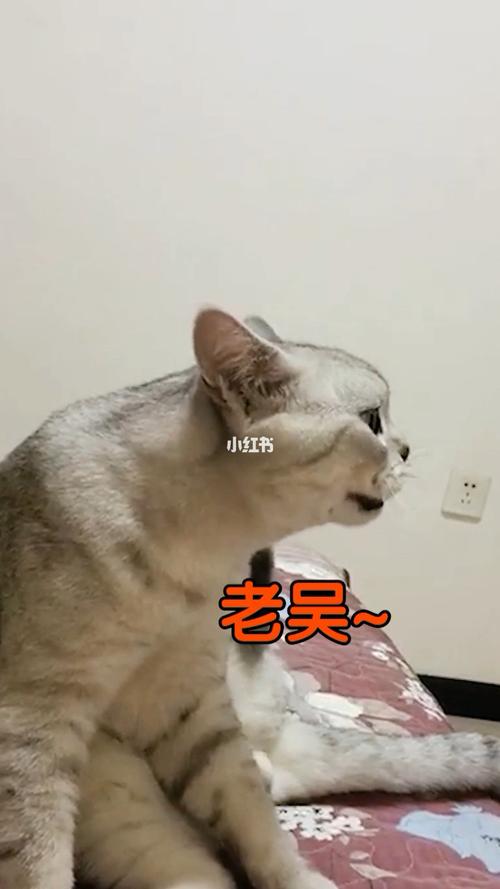 老吴:我听话不?_宠物_宠物_猫