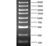 dl5000 dna marker