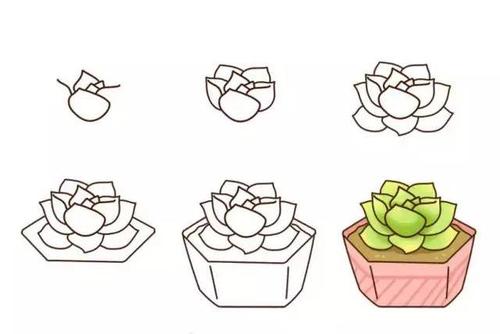 简笔画|18种多肉植物画法,孩子都爱画,超益智,建议先收藏!