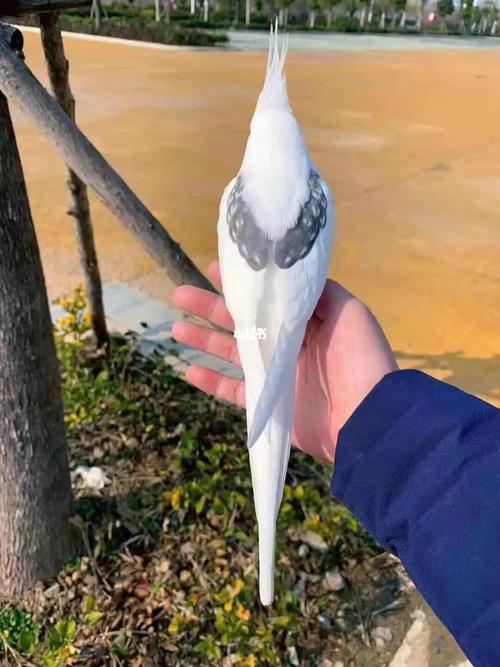 玄凤鹦鹉趴度品种介绍