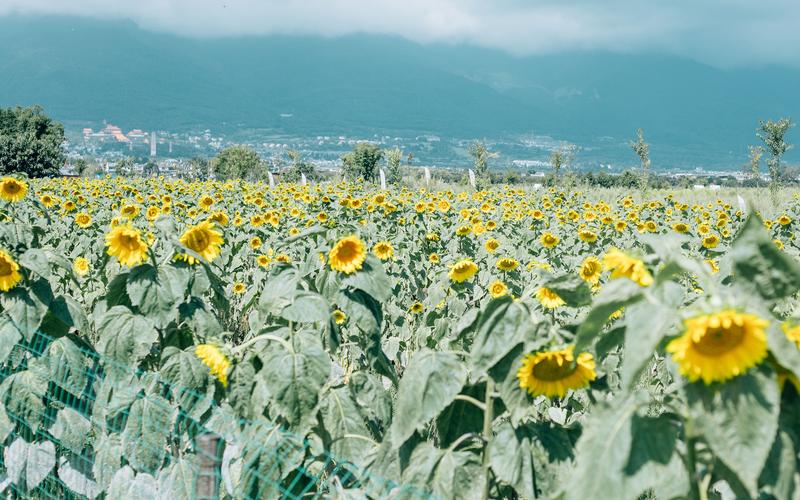 向日葵小清新风景唯美高清桌面壁纸图片