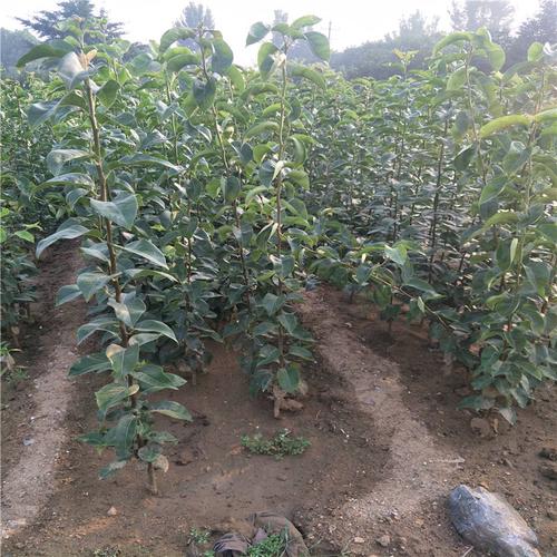 皇冠梨苗,1公分秋月梨树苗基地