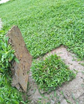 广东雅瑶大叶油草皮厂家,大叶油草