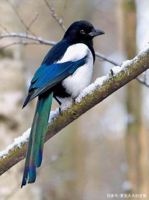 喜鹊是一种杂食性鸟类,以啄食各种昆虫