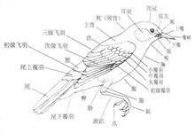 结构/鸟[体表被覆羽毛的卵生脊椎动物] 编辑 鸟的羽毛 羽毛分为正羽