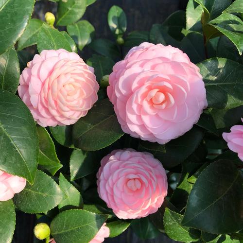 宫粉茶花精品四季绿植花卉阳台客厅庭院茶花树苗盆栽带花苞小桃红