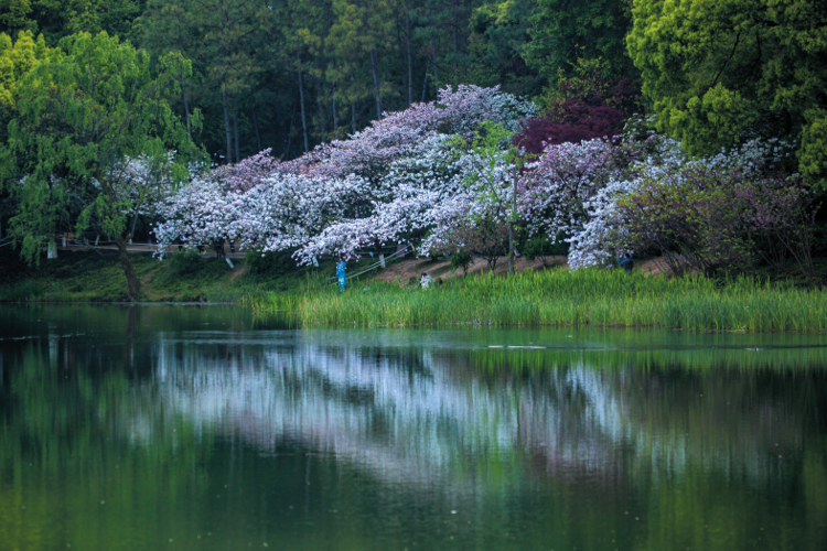 杭州西湖里的乌龟潭,日本晚樱盛开,现在可能是今年最后看樱花的机会