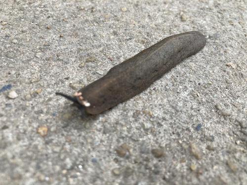 慎入!】蜗牛脱壳?