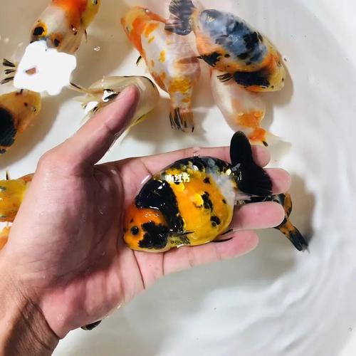 兰寿_福州自由行热门攻略_兰寿_宠物_宠物其他