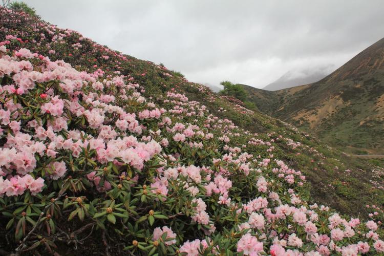 高山杜鹃花园白马雪山香格里拉----大自然送给人类的礼物