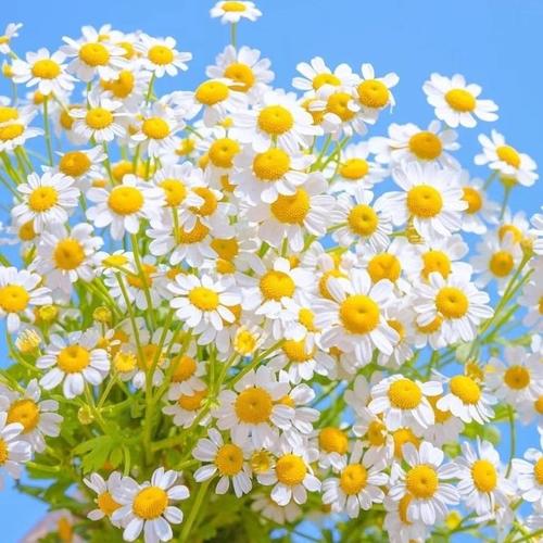 云南基地直发洋甘菊鲜花花束家用网红水养花插花生日花束 洋甘菊一束