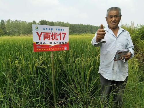 安徽袁粮种业《y两优17》你种倒;我发奖!购买电话:15137706336