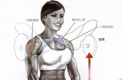 健身解剖指南肩侧部
