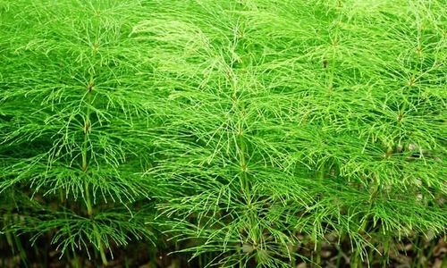 你知道问荆草吗?石炭纪曾盛极一时,如今却成农民讨厌的杂草.