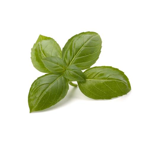 露泽鲜蔬 新鲜甜罗勒叶欧罗西餐香调料蔬菜250g - 湖南露泽鲜蔬与园艺