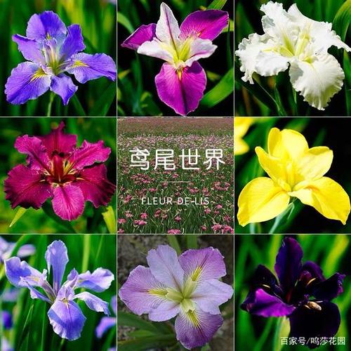 上图这些花色全都是路易斯安娜,是现今的网红热卖品种,跟德国鸢尾一样