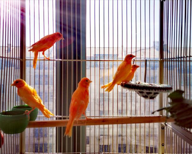 小玩物～红玉鸟