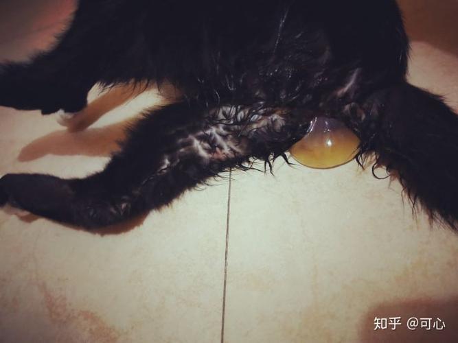 猫咪羊水破了之后多久生产