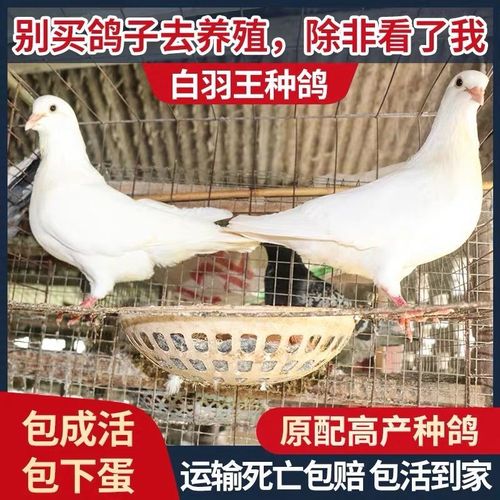 鸽子活体一对白羽王种鸽青年鸽信鸽赛鸽观赏鸽白鸽肉鸽一对包邮
