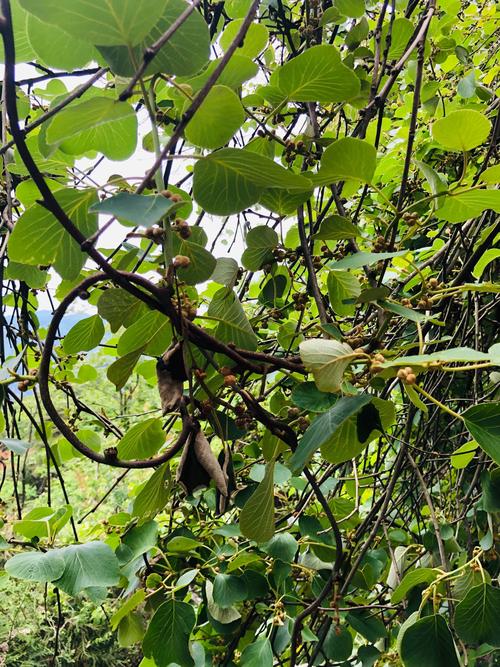 这个藤是猕猴桃藤