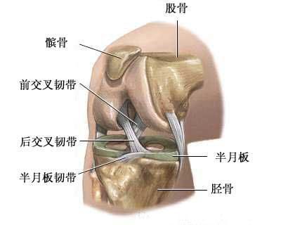 前交叉韧带附着于胫骨髁间前窝,斜向后外上方,止于股骨外侧髁内面的后