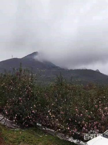 三门峡寺河山糖心苹果