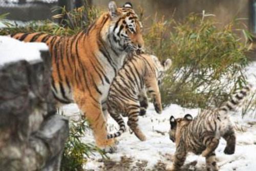 小老虎:妈我已经长大了,别整天把我叼来叼去,好没面子!