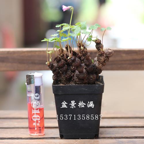 三叶草微型盆景 造型小品盆栽 老桩根球 掌上 吸甲醛 酢浆草盆景_7折