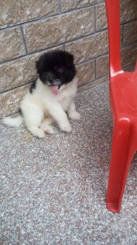 黑白色的狗狗是什么品种的?