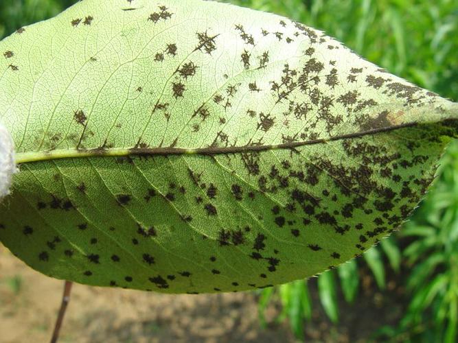 展开全部 梨树黑星病