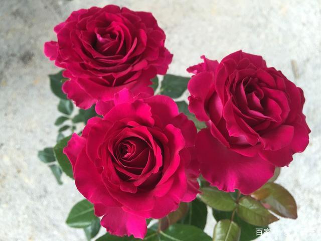 几款又香又美的紫红色月季新品种,你喜欢那一款?