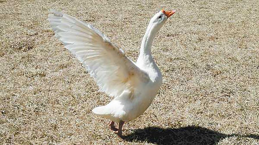 鹅的身体构造,这些你都了解吗,带你走进鹅的世界