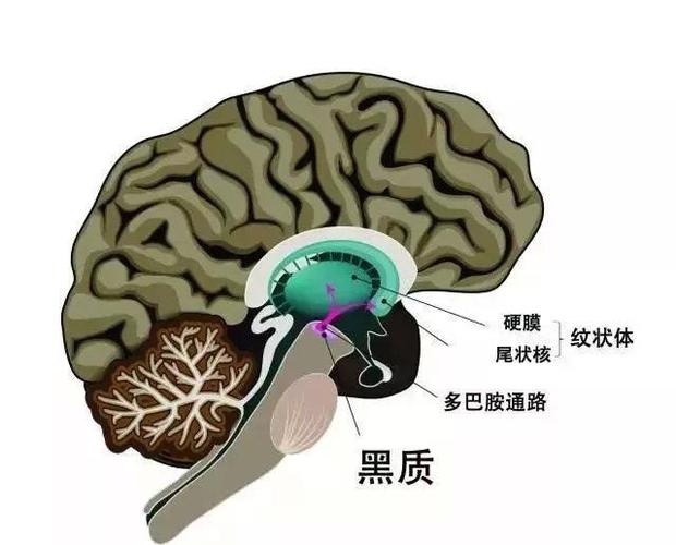 帕金森晚期会有哪些症状?流口水,痴呆?神经内科医生告诉你答案