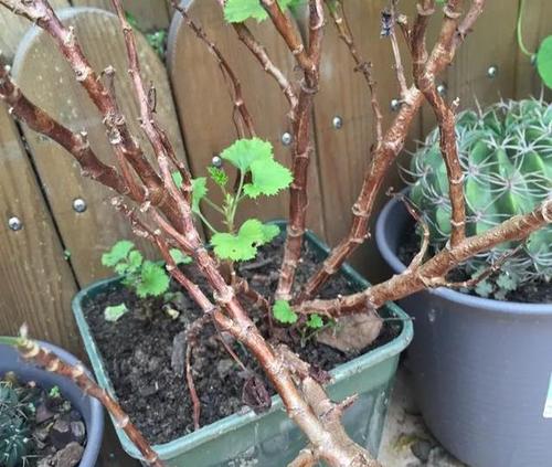 天竺葵养了3,4年以后,花谢以后可以重剪,保留底部2-3个新芽,等新枝长