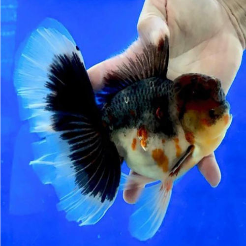 金鱼泰狮巨人活体f1观赏鱼原装百褶冷水鱼风水鱼