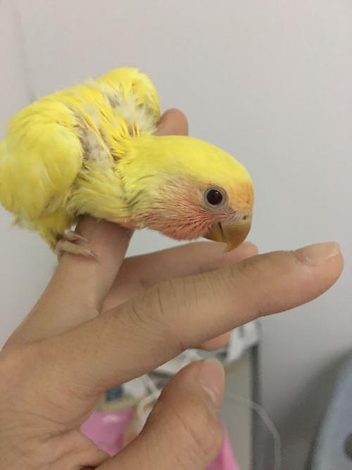 这只鹦鹉是骡子吗