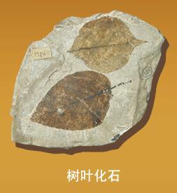 模铸化石拍卖鉴定交易