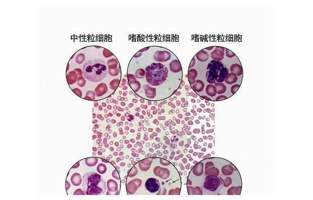 白细胞分类,在人体中起到什么作用