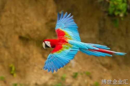 玄凤配对花色表,玄凤鹦鹉母鸟孵化到快出壳了