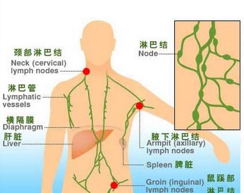 淋巴是伴随着脉遍布全身,是人体两大的流动组织之一,主要作用是排除