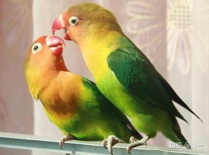 鹦鹉知识小课堂之种类大全
