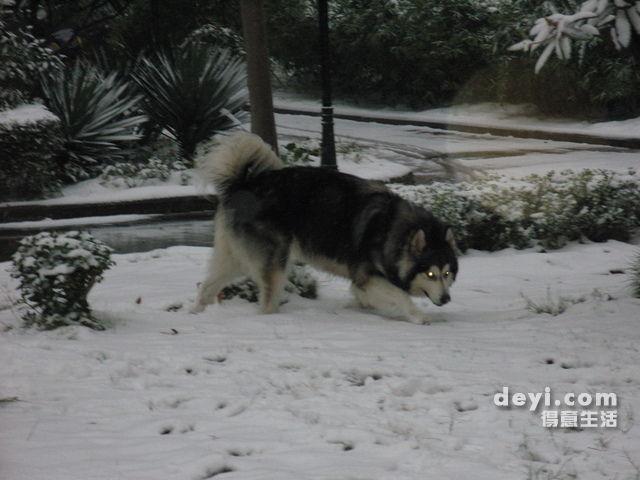 雪中的 阿拉斯加 ---雷!