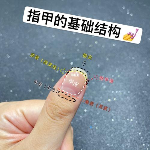 指甲的生长结构|美甲重要知识点你懂了吗?_甲床_美甲