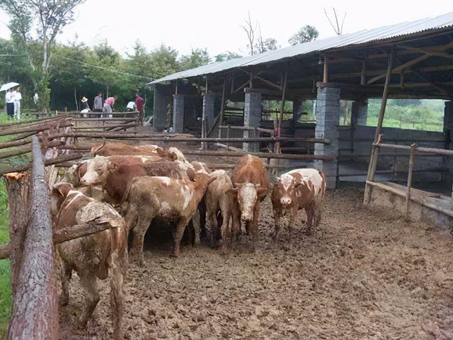 农村的简易牛棚怎么改造附规划设计图