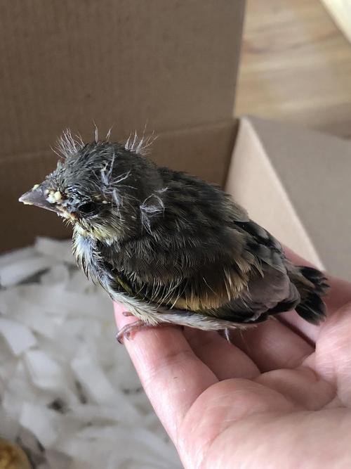 小雏鸟不吃食怎么办