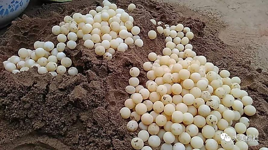 榆社揭秘云竹湖野生鳖场甲鱼蛋孵化方法