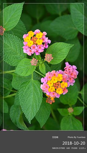原创摄影野生五色梅花期如约系列285