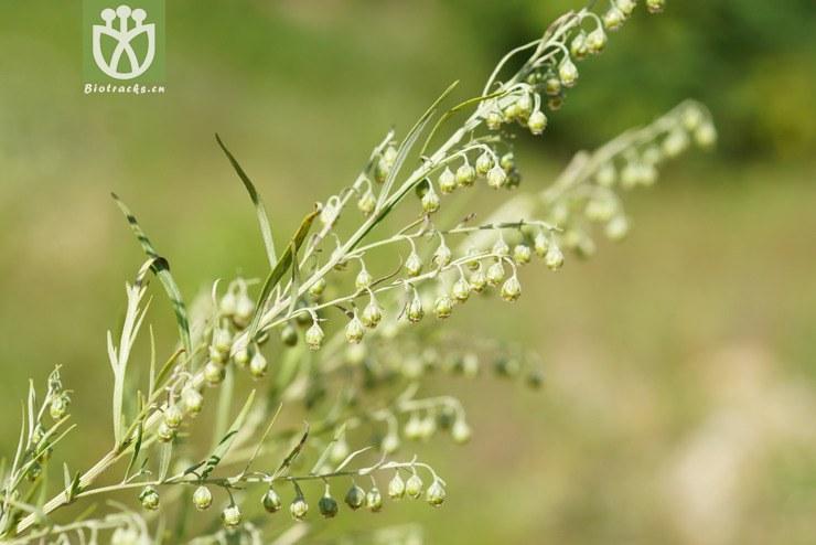 大籽蒿(artemisia sieversiana) (1).jpg 相邻时间拍摄的照片      张